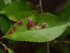 Taphrina farlowii
