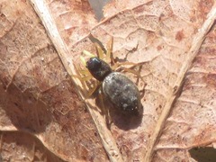 Heliophanus flavipes