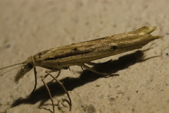 Ypsolopha mucronella