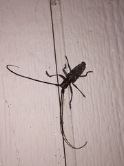 Monochamus carolinensis