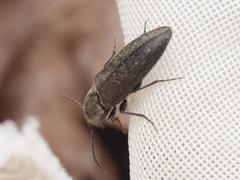 Cidnopus aeruginosus