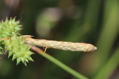 Carex extensa