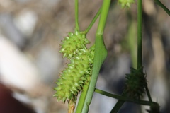 Carex extensa