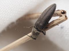 Cidnopus aeruginosus