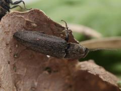 Cidnopus aeruginosus