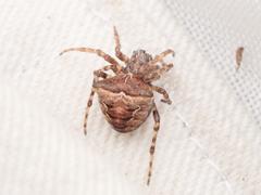 Gibbaranea bituberculata