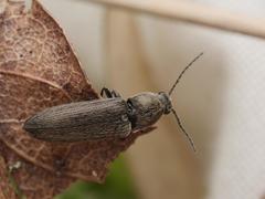 Cidnopus aeruginosus
