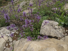 Nepeta cilicia