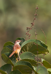 Prinia erythroptera