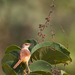 Prinia erythroptera - Photo (c) Paul Cools, μερικά δικαιώματα διατηρούνται (CC BY-NC), uploaded by Paul Cools