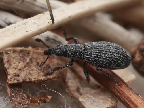 Pseudostenapion simum