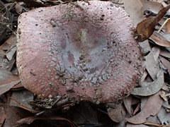 Russula kalimna