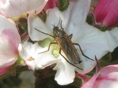 Empis opaca