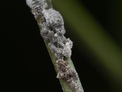 Schizolachnus pineti