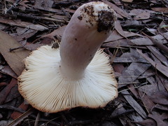 Russula kalimna