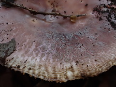 Russula kalimna