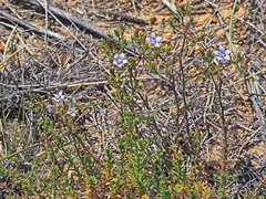 Wahlenbergia paniculata