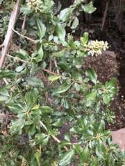Escallonia illinita