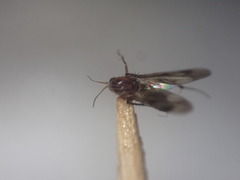 Anomalomyia guttata
