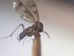 Anomalomyia guttata