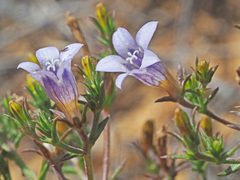 Wahlenbergia paniculata