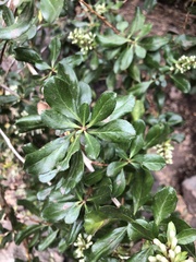 Escallonia illinita