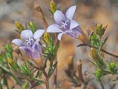 Wahlenbergia paniculata