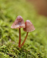 Mycena kuurkacea