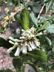 Escallonia illinita