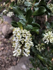 Escallonia illinita