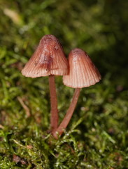 Mycena kuurkacea