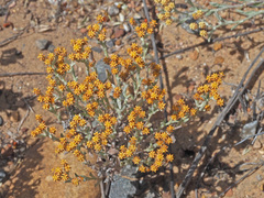 Helichrysum tinctum
