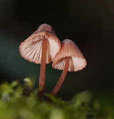 Mycena kuurkacea