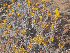 Helichrysum tinctum