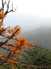 Dendrobium jerdonianum