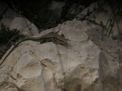 Phoenicolacerta kulzeri