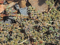 Aizoon portulacaceum