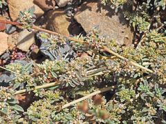 Aizoon portulacaceum