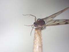 Anomalomyia guttata