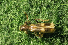 Opilo mollis