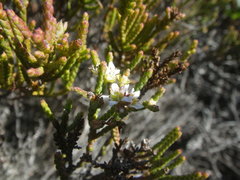 Diosma dichotoma