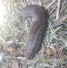 Urocyclus kirkii