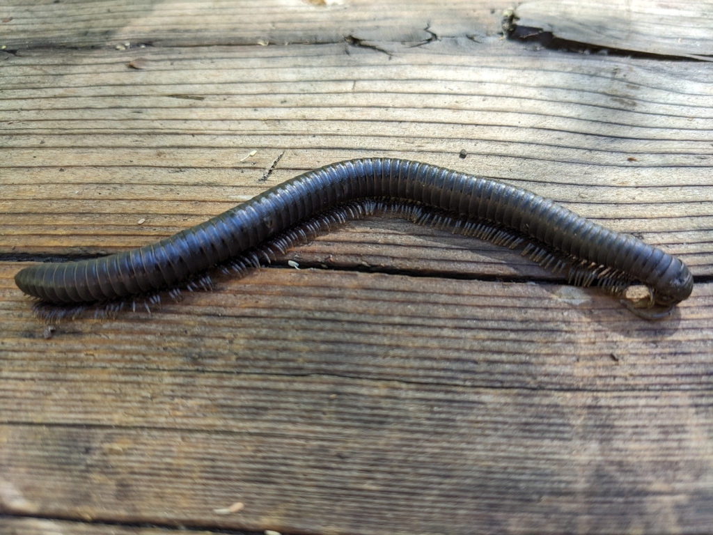 Paeromopus paniculus