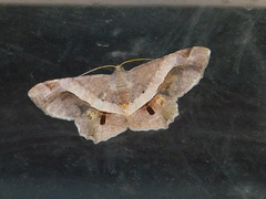 Chiasmia nora