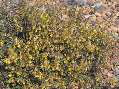 Hermannia muricata