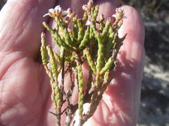 Diosma dichotoma