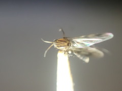 Anomalomyia guttata