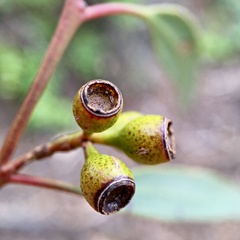 Eucalyptus gracilis