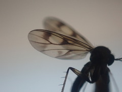 Anomalomyia guttata