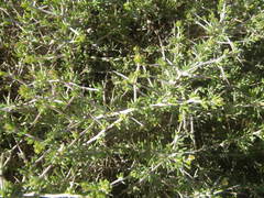 Aspalathus spinosa flavispina